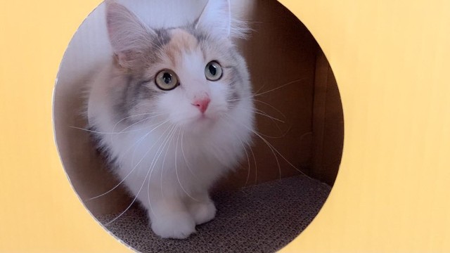 飼い主さんによると「遊んだり寝たり気に入ってるご様子」とのこと（画像提供／ほたてさん）