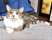 胸まわりの真っ白な被毛も素敵なまめたろくん（画像提供：まめたろさん）