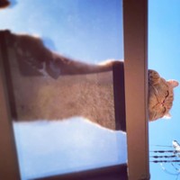 のんびり日光浴