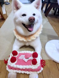 ケーキのティッシュケースと一緒にパシャリ！ 笑顔のまゆちゃん（画像提供：秋田犬まゆさん）