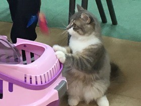 刺激のない環境で育った猫は、外出や環境変化で大きなストレス！