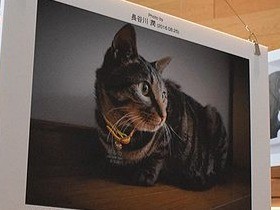 写真展での募金など約２１万円、sippoから保護団体に寄付