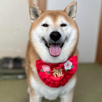 福ちゃん8歳のお誕生日！（提供：@happinessboy0104さん）