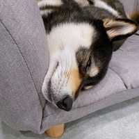 ソファで爆睡するもち吉くん（画像提供：黒柴もち吉さん）