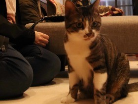 旅館を再生、秋葉原の保護猫カフェ　神田川でおぼれていた猫も