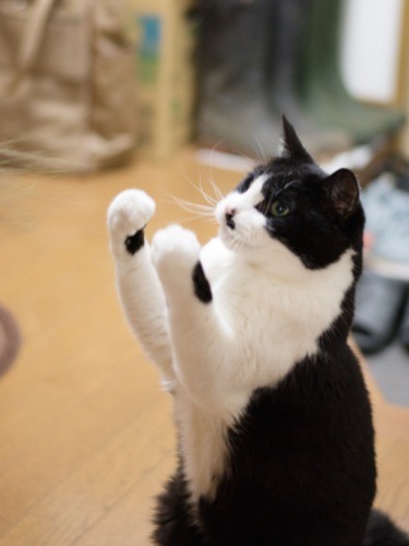 「グローブしてないから、ボクシングじゃなくて空手だよ」（小林写函撮影）