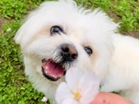 飼い主さんと一緒にお花見を楽しむわむうくん（画像提供：かわいいぬさん）