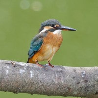 いただきました！（アフター）（画像提供：ポークジンジャーさん）