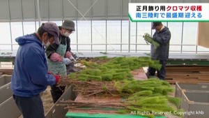 正月飾り用のクロマツの収穫が最盛期　宮城・南三陸町