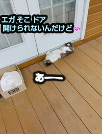 エガちゃん…そこドア開けられないんだけど…（「ネコ大大好き」さん提供、Instagramよりキャプチャ撮影）