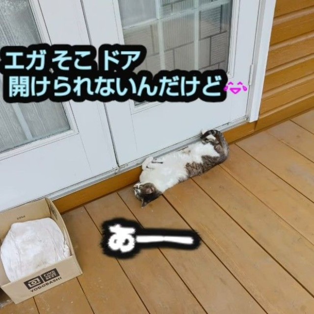 エガちゃん…そこドア開けられないんだけど…（「ネコ大大好き」さん提供、Instagramよりキャプチャ撮影）