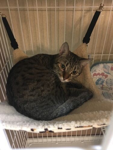 家にきたころの「アモ」