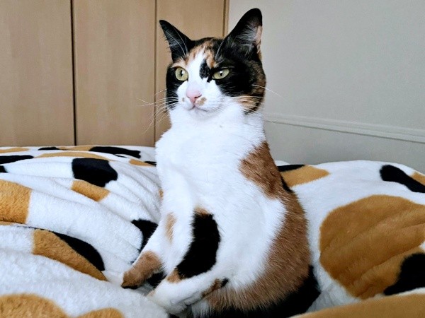 朝、起きたら腰をおろしたポーズで待っていたてぃらのちゃん（画像提供：てぃらのさん）