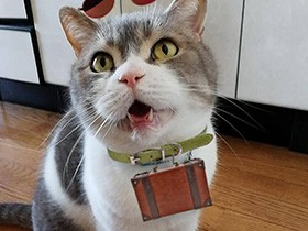  ２０１９インスタ映えで賞　スコティッシュ「Farbie」　