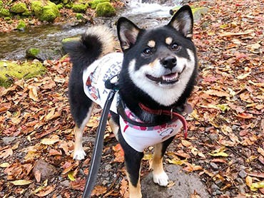 紅葉きれいだね　元気いっぱいで楽しい柴犬「ラガー」