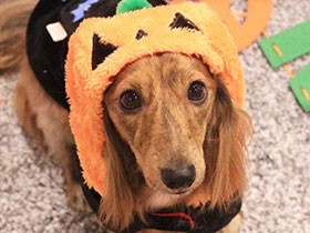 もうすぐハロウィンだね　カニンヘンダックスの「トラ」