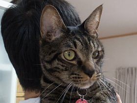 夜逃げした部屋に残された子猫　不動産業者の善意で命拾い