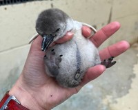 2023年12月24日撮影（提供：新屋島水族館）