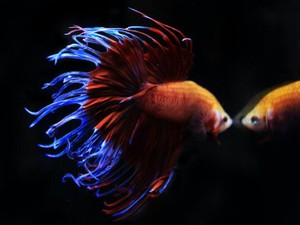 コロナ禍で遠距離に。「帰ってきたら結婚しよう」を信じられたわけ