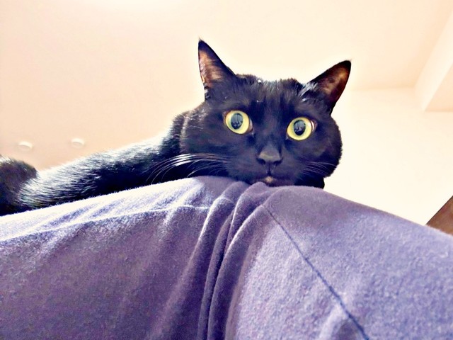 飼い主さんの膝上でくつろぐあさりちゃん（画像提供：黒猫あさりさん）