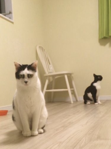 文太（奥）がいなくなった後にカブキは鳴いて、その後家族に心を開くようになった