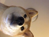 12月23日、2:19AMのももちゃん（画像提供：柴犬ももさん）