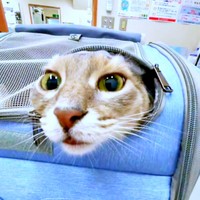 再び、よく周りを観察するハナちゃん（画像提供：とりねゆこさん）