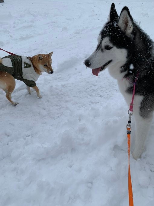 お友達の柴犬さんと（提供：LANI♡LEA🐺さん）