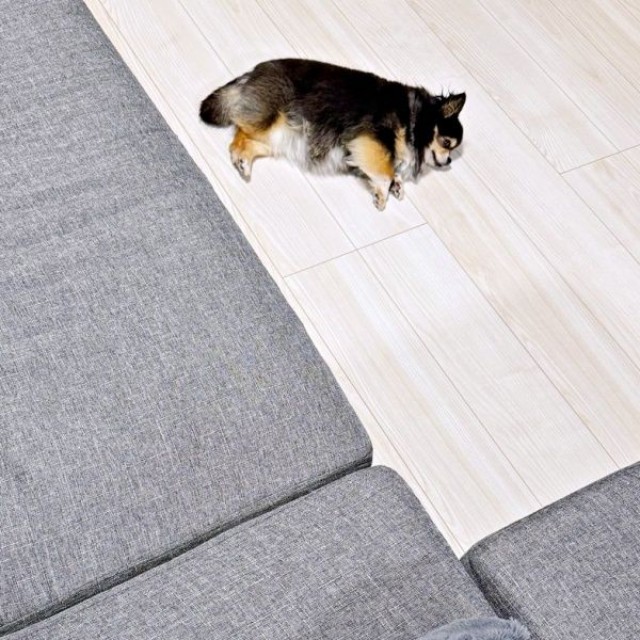 フローリングの上でゴロン！ 寝そべるみつばちゃん（画像提供：みつばさん）