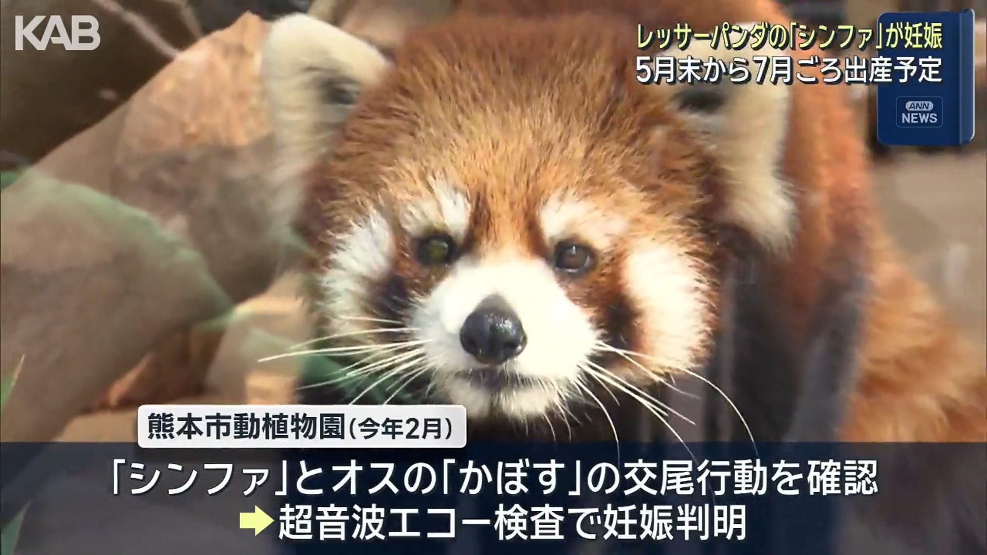 熊本市動植物園のレッサーパンダ「シンファ」が妊娠 5月末から7月ごろ