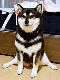 お見送りのポーズ！ 両後ろ足をピーンと広げる蘭ちゃん（画像提供：柴犬 蘭さん）