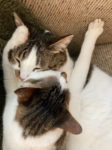 「できたー！年上の素敵な友達、その名はカブ」（真美さん提供）