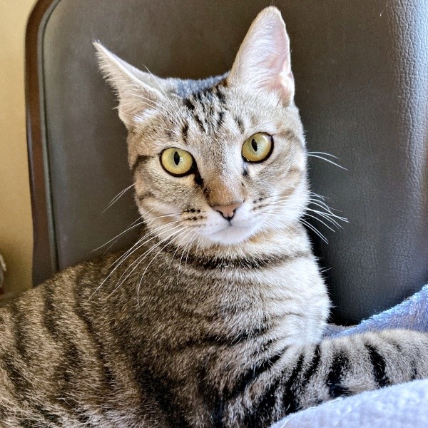 1歳になったモモくん（画像提供：ぽりぽりさん）