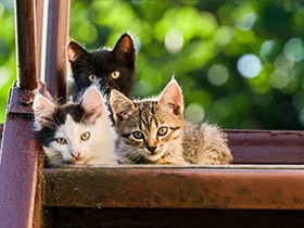 オシッコだけでも検査可能　獣医師が勧める猫の健康を守る方法