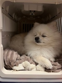 寝起きも可愛い歌舞伎ちゃん（提供：クリームポメの歌舞伎さん）