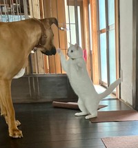 アギトくんに立ち向かう？ネコリアンちゃん（提供：ジョーは犬&猫と共に古民家で暮らしているさん）