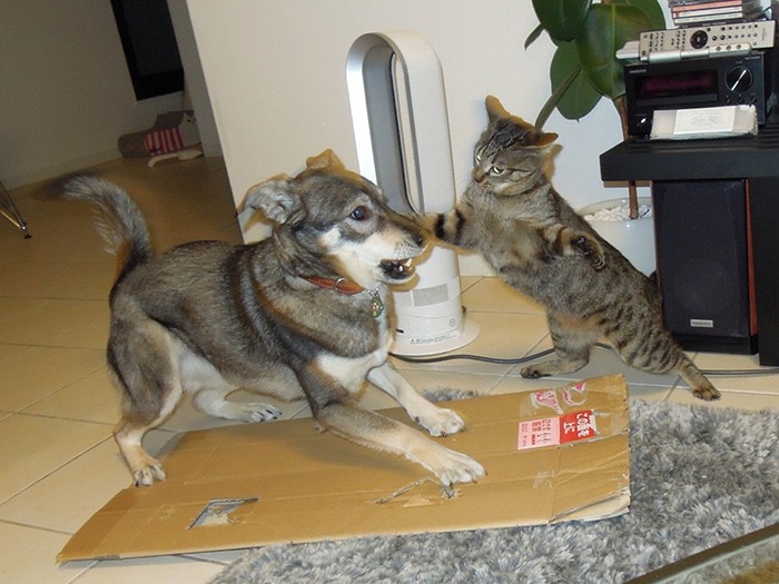 マメとプロレスをして育ったナッチャン。「動物同士で遊びながら力加減を学ぶのも、大事な経験だと思います」