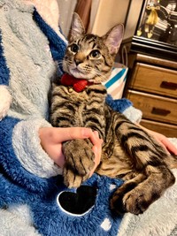 生後8カ月のころのぜんちゃん（画像提供：お母ちゃん こてつ ぜんさん）