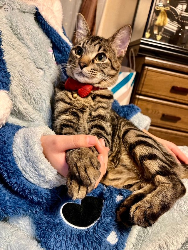 生後8カ月のころのぜんちゃん（画像提供：お母ちゃん こてつ ぜんさん）