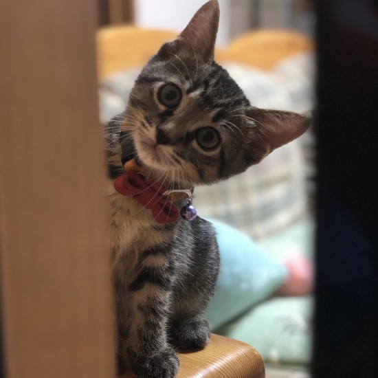 眠っているもこにしつこくじゃれついてけんかになることが多いという（りーりーさん提供）