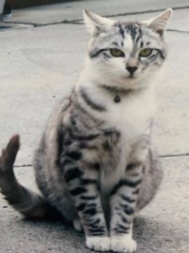 家にきたころの「春太郎」