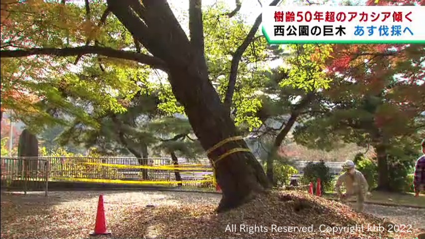 仙台・西公園の高さ２０メートルの巨木が傾く　１１日に伐採