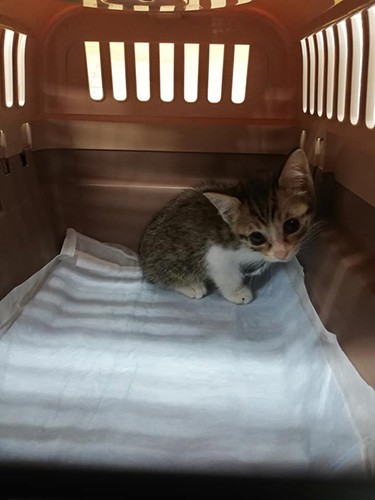 センターから引き出した猫