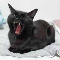 Yさんが好きだというあくび顔