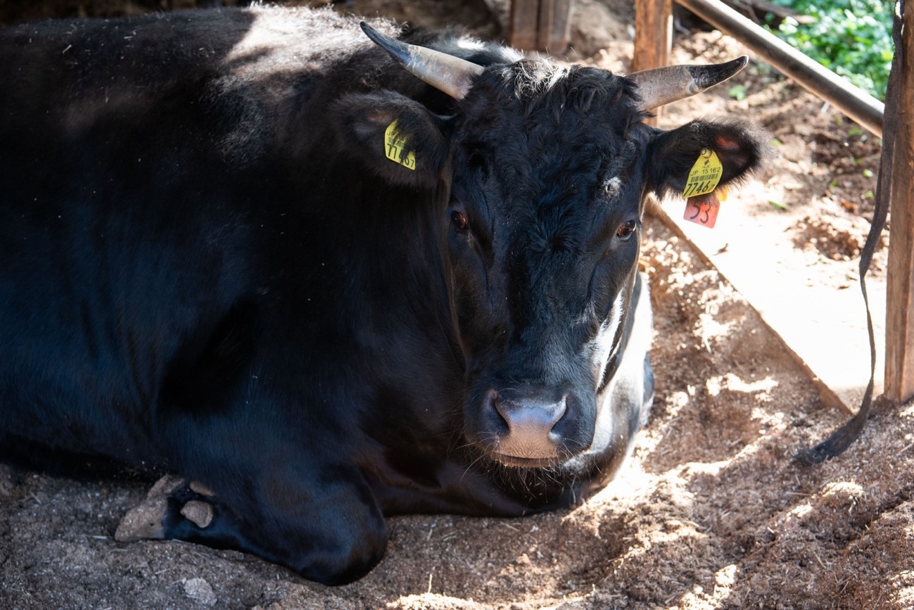 目指すのは 究極の赤身の熟成肉 次世代の畜産家の果てなき挑戦を追う ほ とせなnews