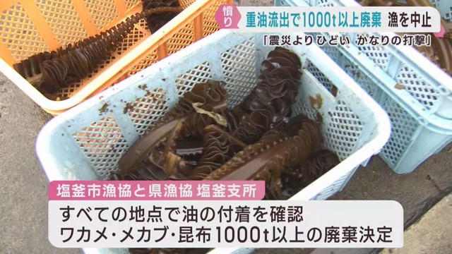 ワカメなど１０００トン以上廃棄へ　巡視船から流出した重油の影響　宮城・塩釜港