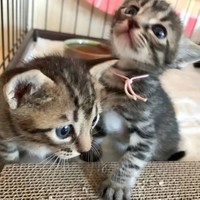 保護された当時のオリンくんとクルンくん。一生懸命生きていた。
