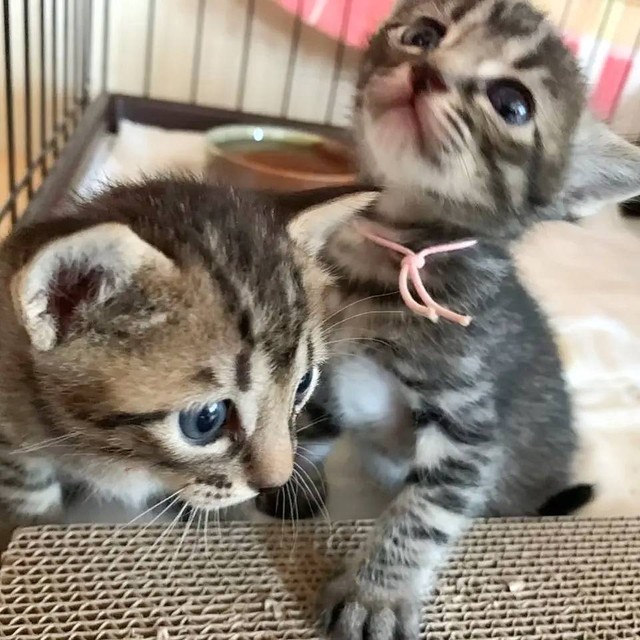 保護された当時のオリンくんとクルンくん。一生懸命生きていた。
