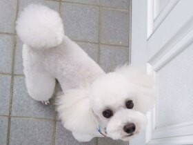 ハイジャンプにスピン　運動神経抜群なトイプー「クッキー」