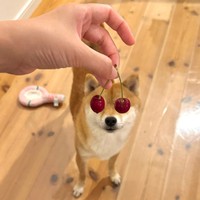 さくらんぼがジャストフィット！ トリックアートのようになったタマちゃん（画像提供：豆柴タマさん）